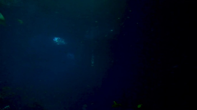 海底世界 海洋生物 潜水检测