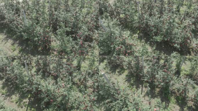乡村振兴万亩果园苹果树航拍