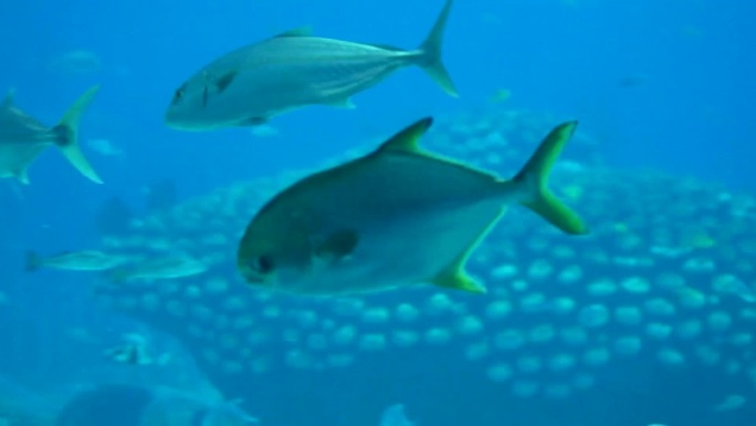 水族馆 游客观赏 生物游动