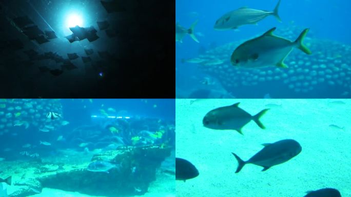 水族馆 游客观赏 生物游动