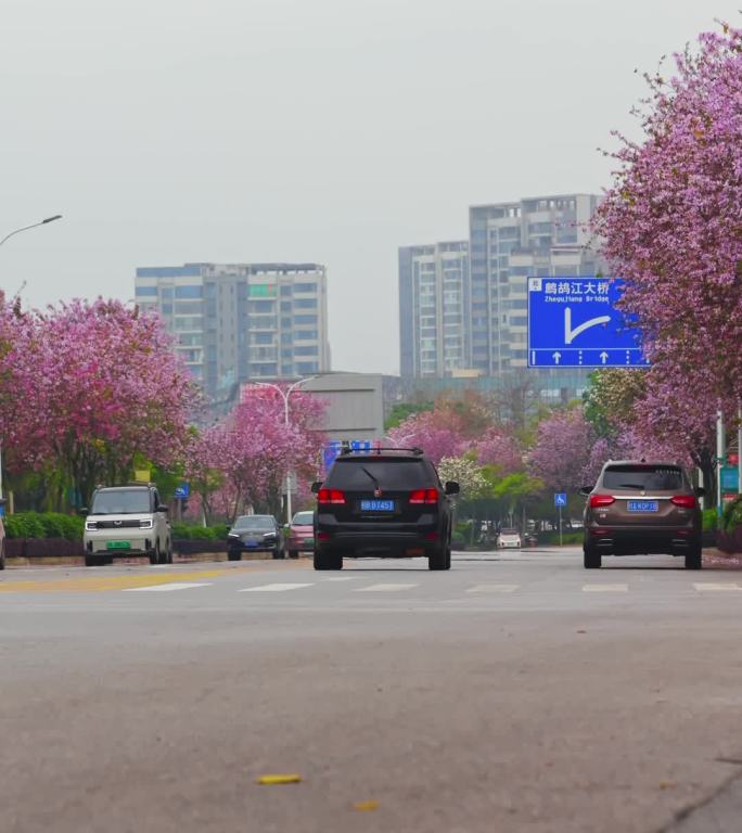 柳州紫荆花 车流人流 城市风景