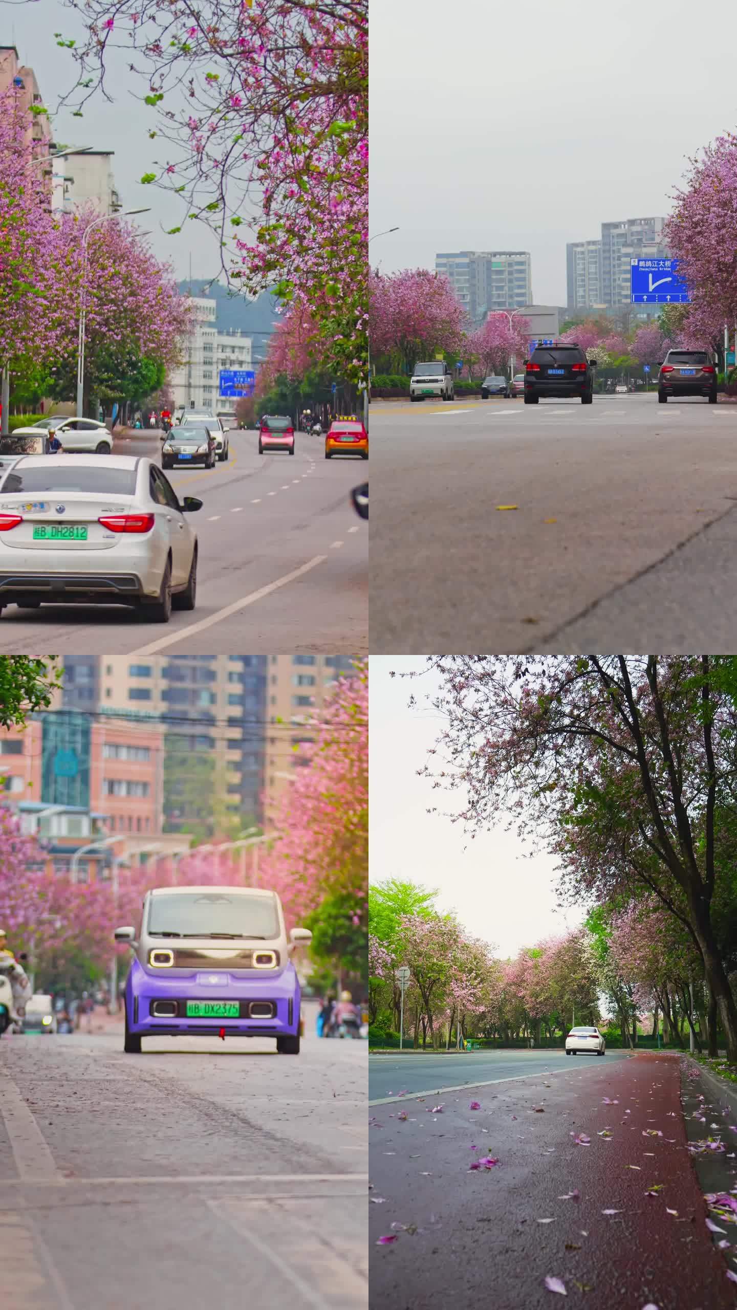 柳州紫荆花 车流人流 城市风景
