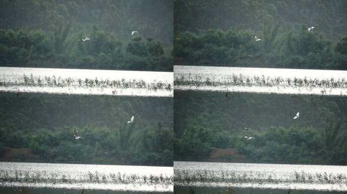 2只白鹭 在石灰岩 绝壁飞翔 慢镜头·