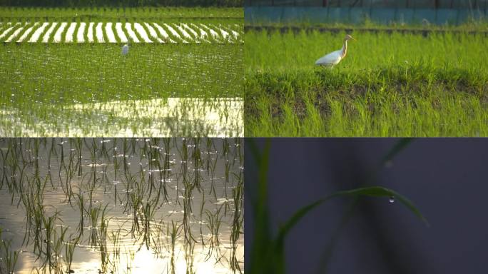 波光粼粼的水稻田