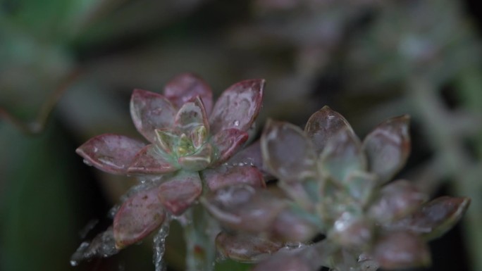 雨天水滴落在植物上