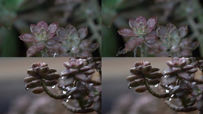 雨天水滴落在植物上