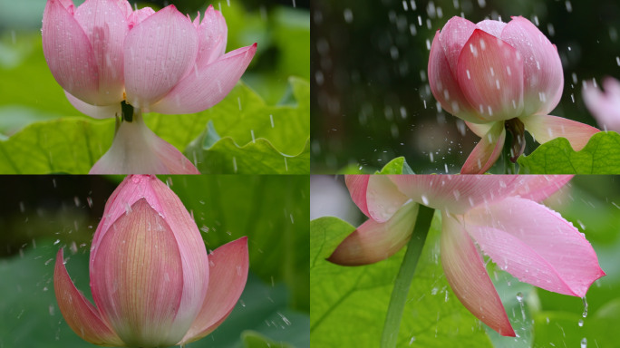 雨中荷花荷叶雨滴慢动作中国风意境