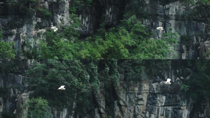 一只白鹭在石灰岩绝壁背景下扇动翅膀飞翔