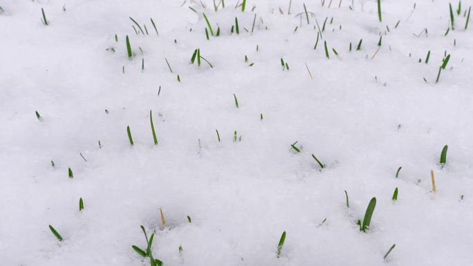 青草覆盖着雪 茁壮成长 不畏严寒