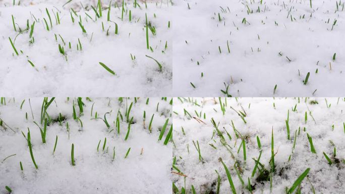 青草覆盖着雪 茁壮成长 不畏严寒