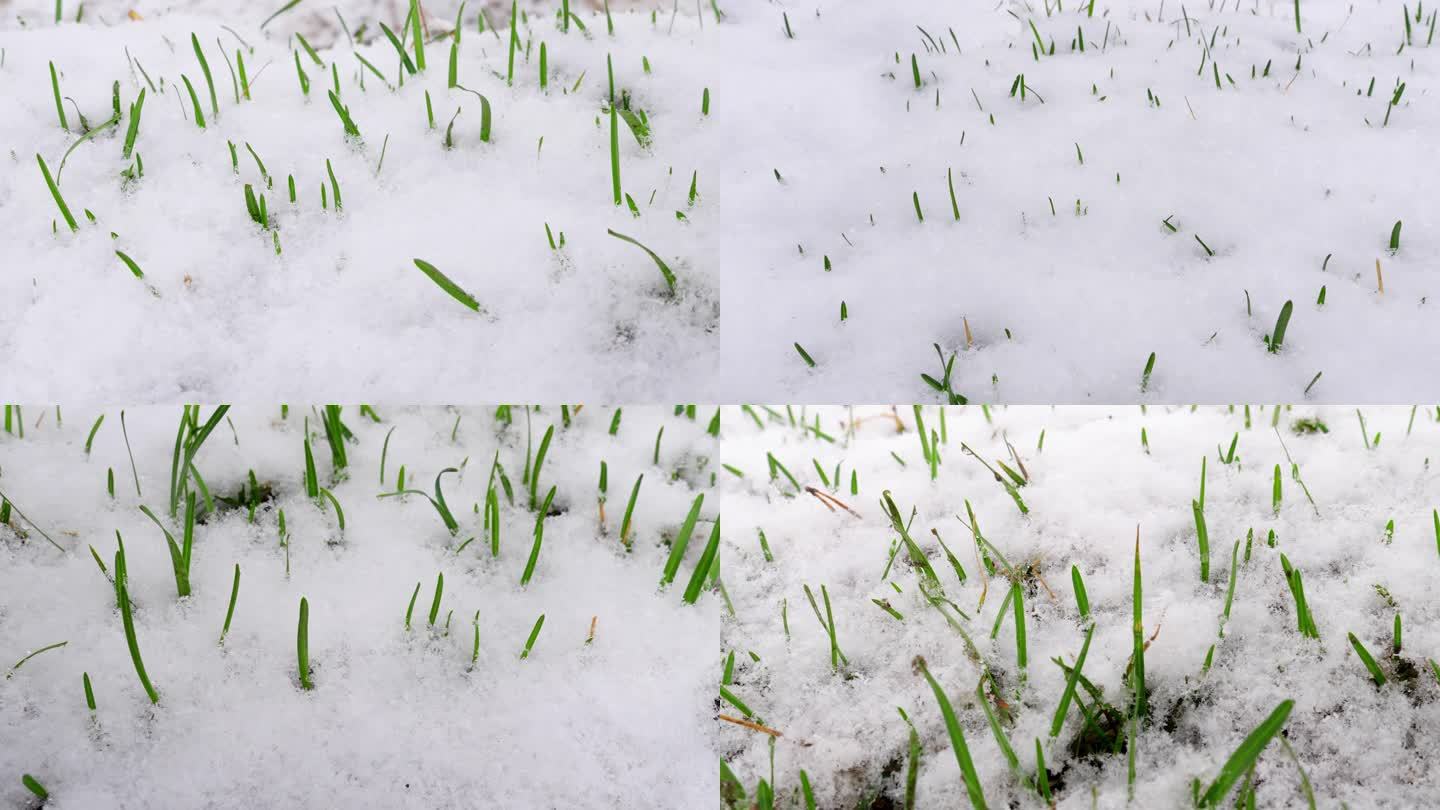 青草覆盖着雪 茁壮成长 不畏严寒