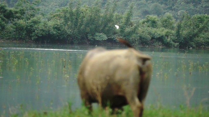 一只白鹭在水牛前景下缓慢飞行慢镜头
