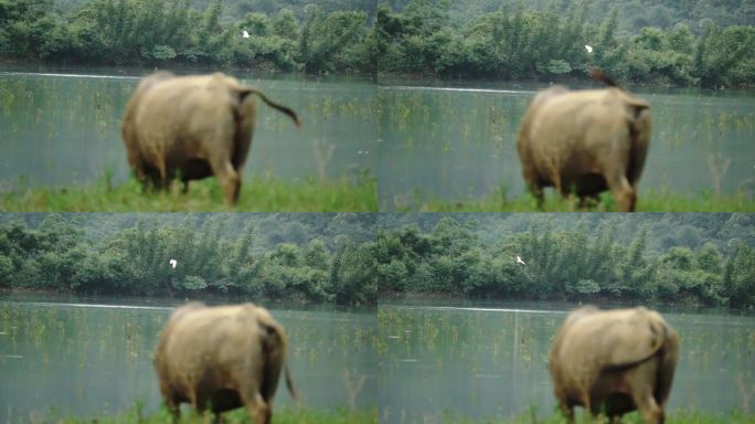 一只白鹭在水牛前景下缓慢飞行慢镜头