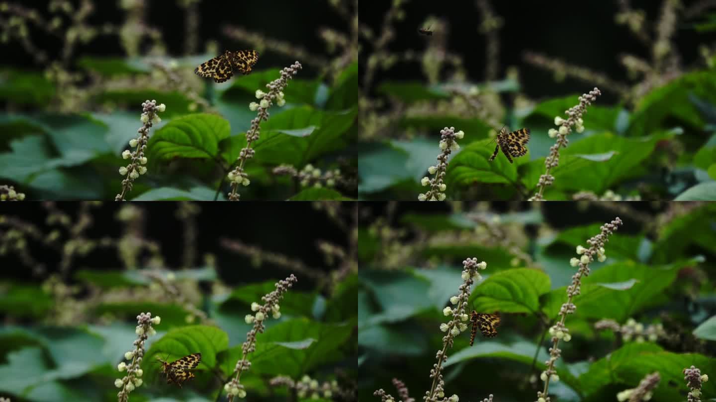 豹纹蝴蝶长时间扇动美丽的翅膀在野花丛中