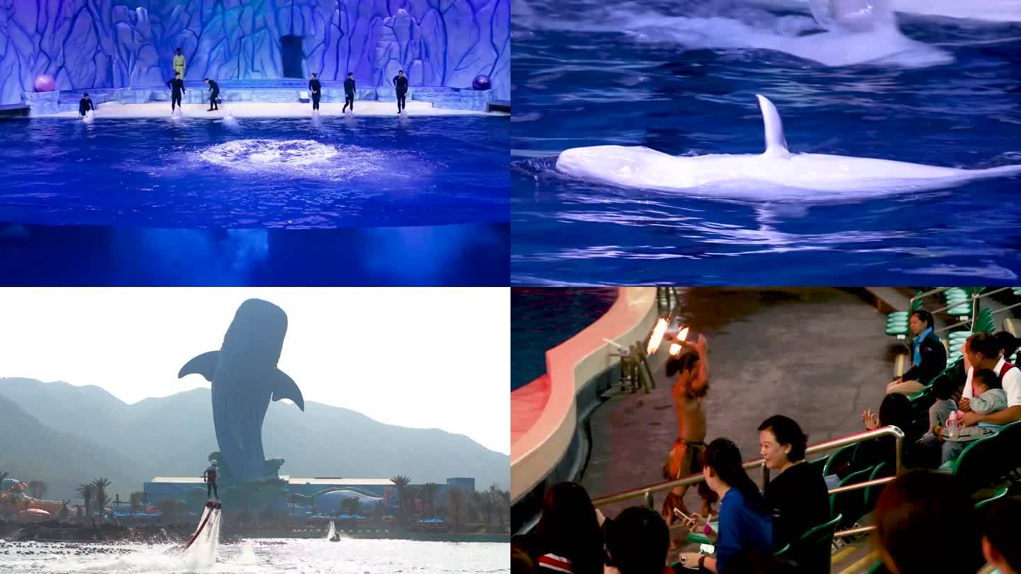 海豚表演 跳跃水花 海洋馆
