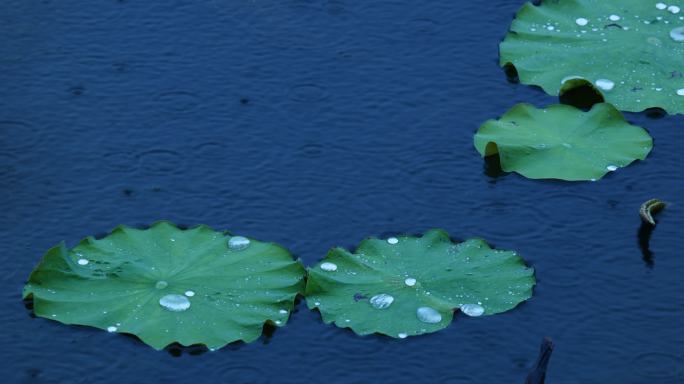 莲叶 雨中莲花 莲叶上雨点 荷叶上的雨滴