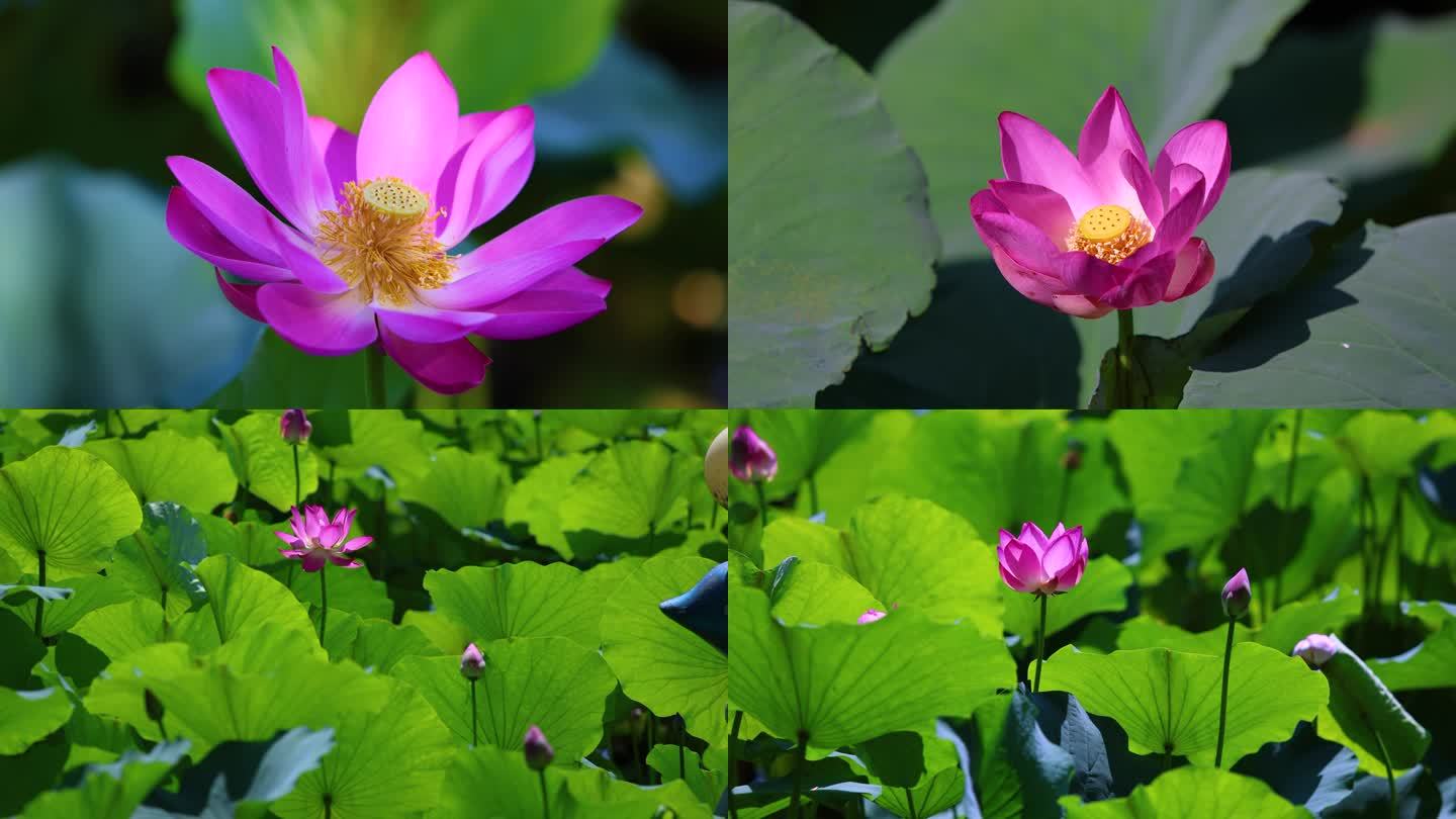 荷花特写 荷叶 池塘 莲花 青莲