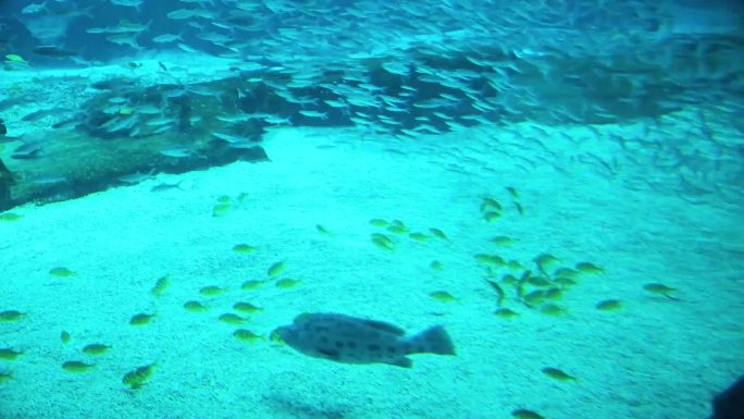 海龟 海底水草 游客参观