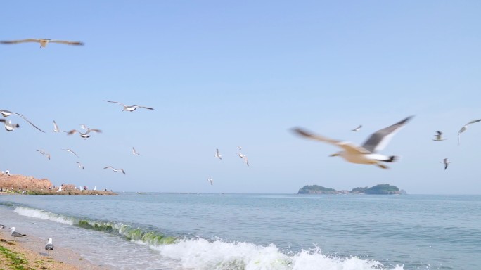 海边海鸥飞翔3