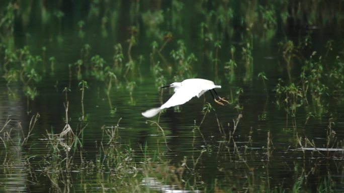 大白鹭在湿地湖边草丛中助跑起飞慢镜头