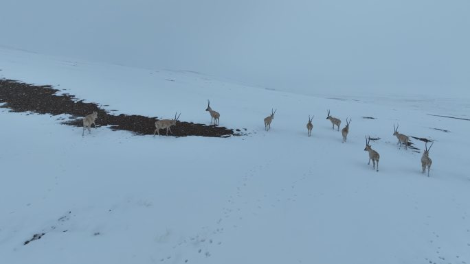 雪山藏羚羊
