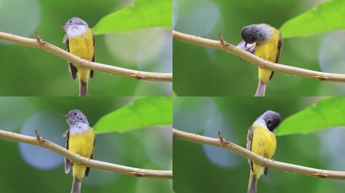 可爱的黄色小鸟在枝头