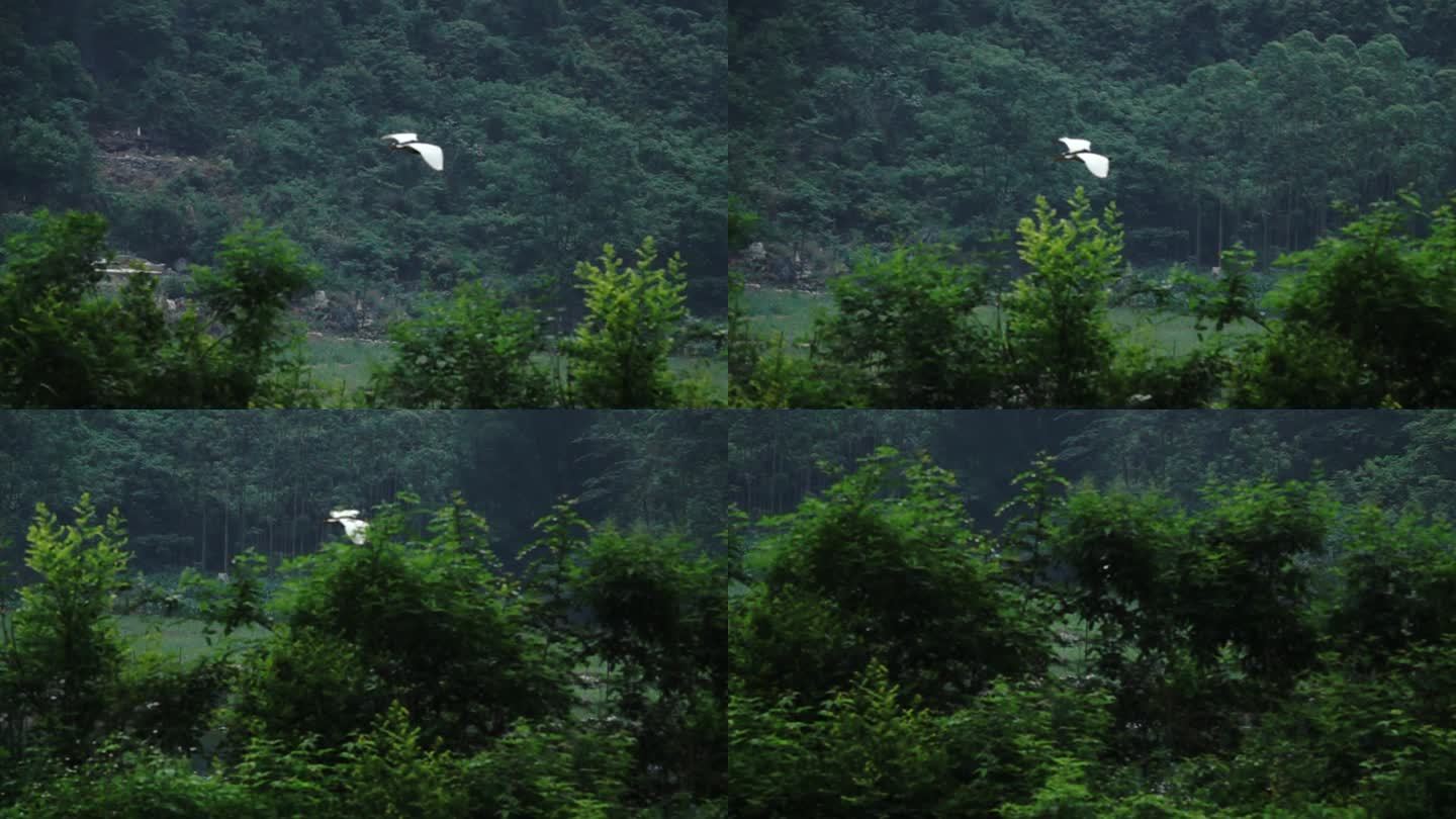 1只白鹭 在石灰岩 绝壁 飞翔 慢镜头3