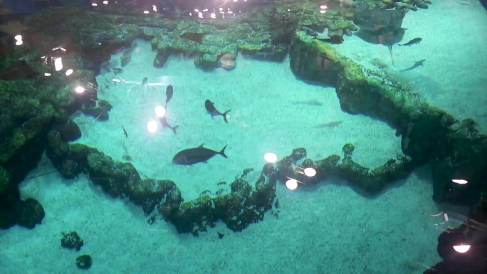 海底世界 海洋生物 潜水检测