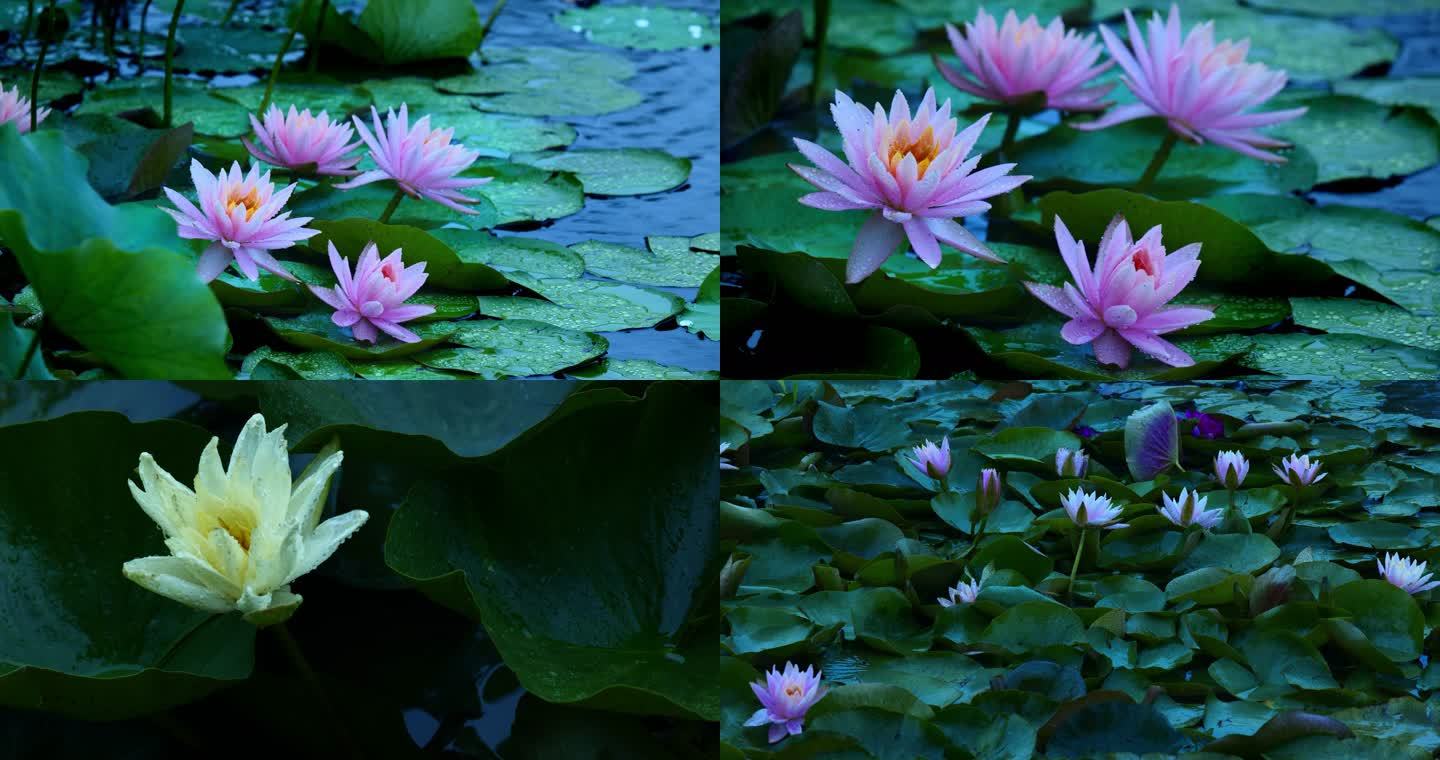 雨中莲花 雨点打在莲花上 荷叶上的雨滴