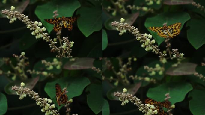 豹纹蝴蝶长时间扇动美丽的翅膀在野花丛中