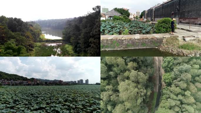 植物园 池塘 城市一角