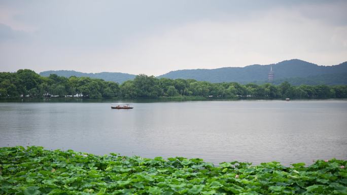 西湖风景手摇船荷花