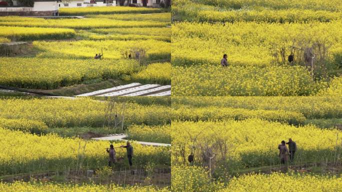 乡村油菜花地农民耕种