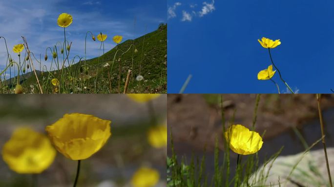 草原上野花