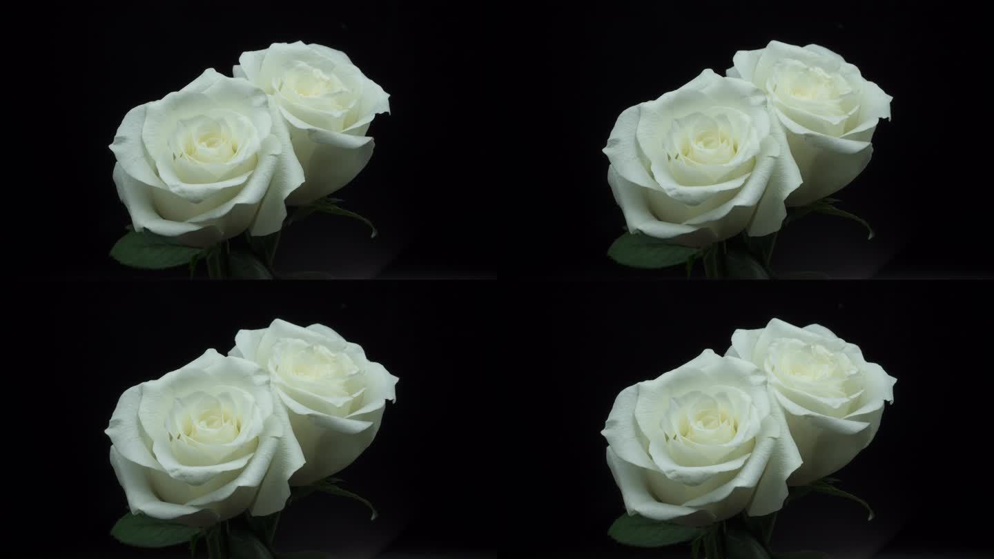 8K白色玫瑰花开绽放延时