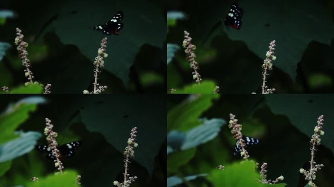 花纹蝴蝶 长时间 扇动  在野花丛中