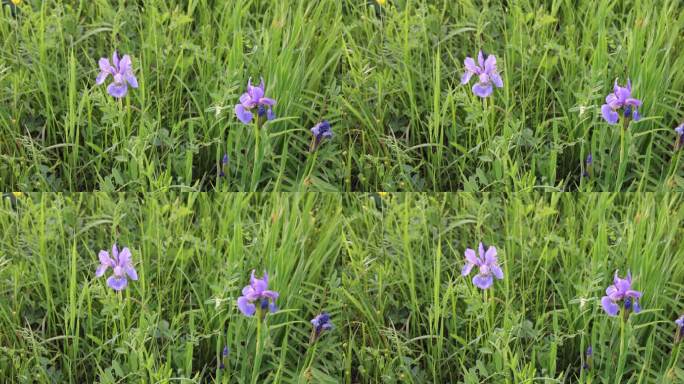 野生药用植物紫花鸢尾