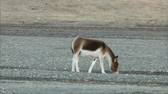 高原生物 野生动物 自然生态