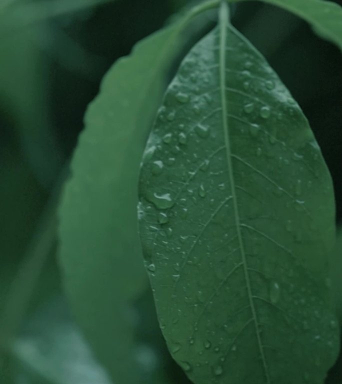 原创大自然唯美春雨雨滴树叶