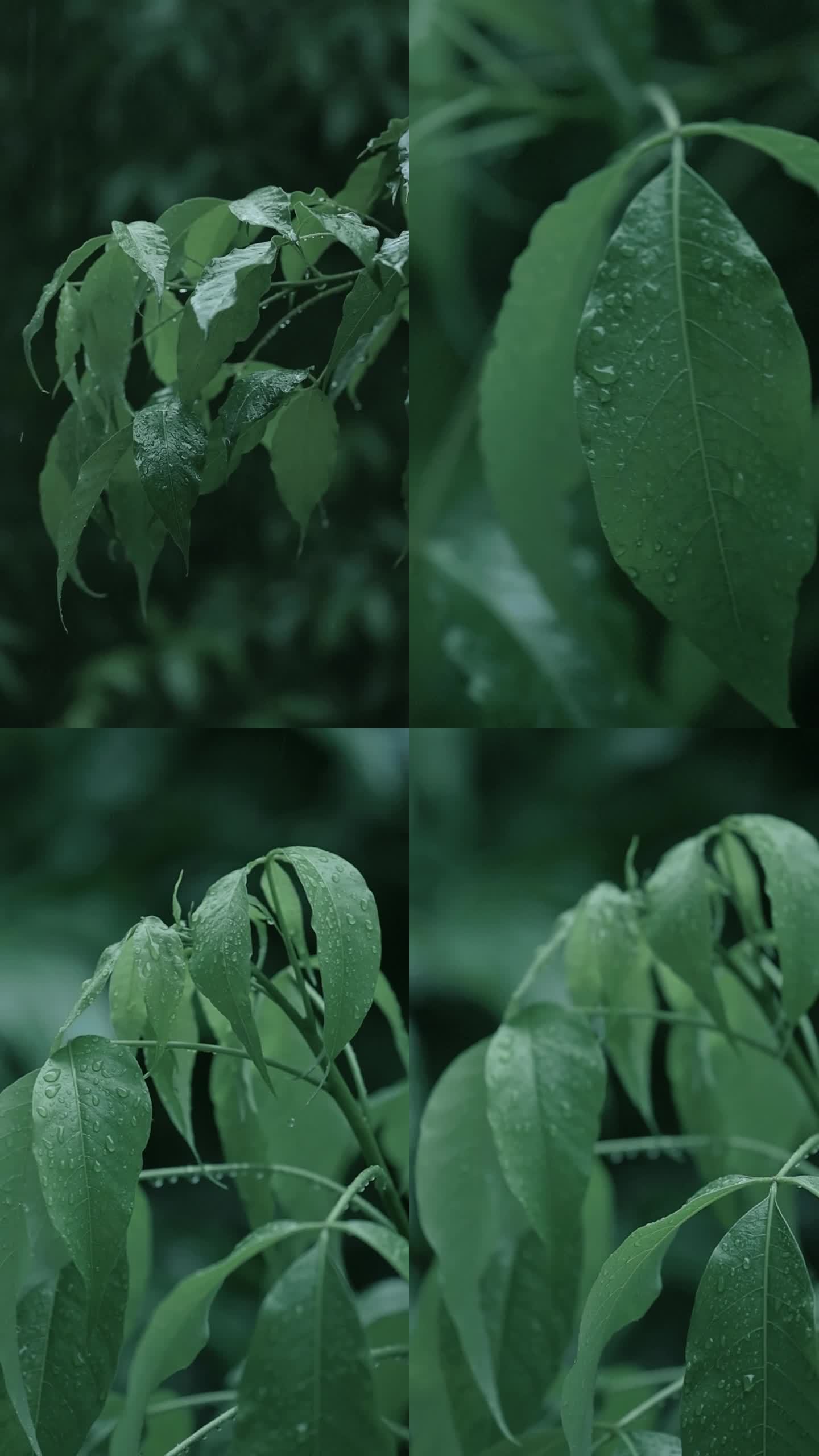 原创大自然唯美春雨雨滴树叶