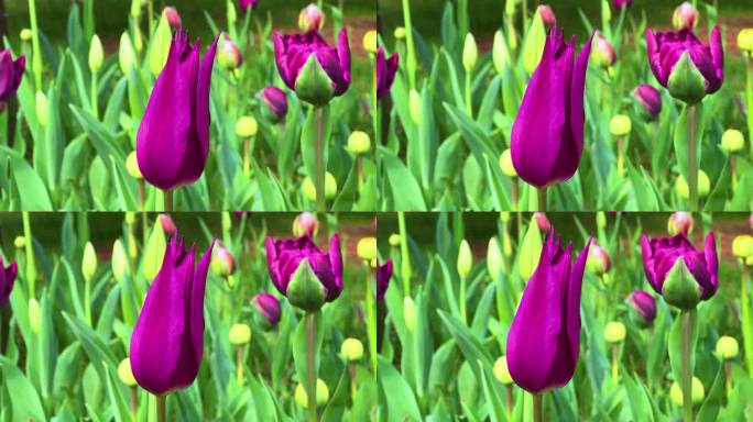 郁金香春天公园中山公园紫色美丽的郁金香