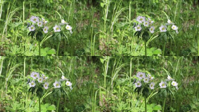 野生药用植物银莲花