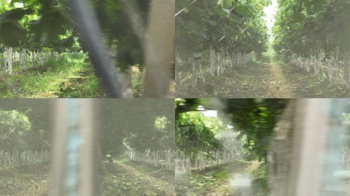 乡村振兴万亩葡萄园高产值农业航拍