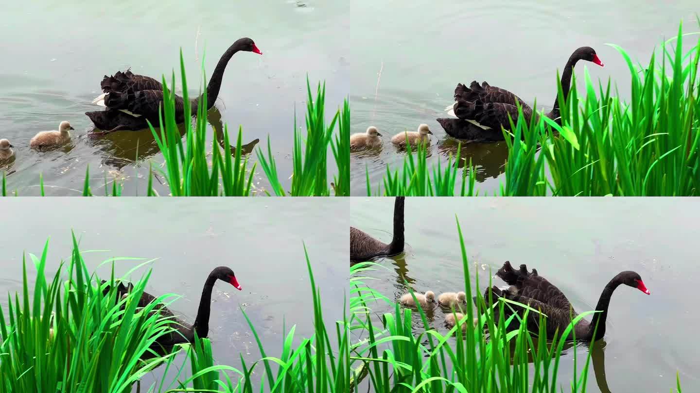 黑天鹅带着小天鹅觅食北京圆明园里的黑天鹅