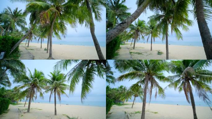 阴天多云椰树沙滩 海边椰子树
