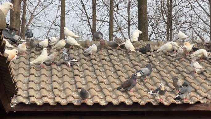 4K原创 屋顶上的鸽子