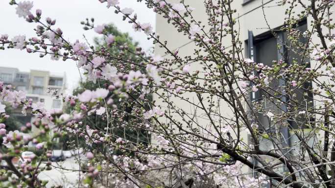 居住环境 生活环境 小区绿化 绿化 春天