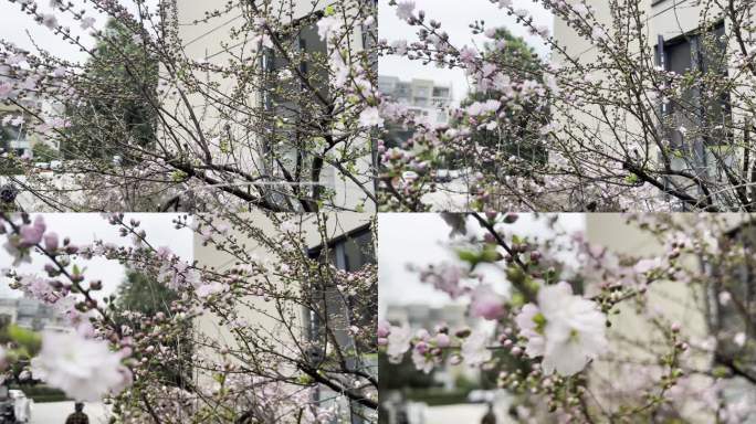 居住环境 生活环境 小区绿化 绿化 春天