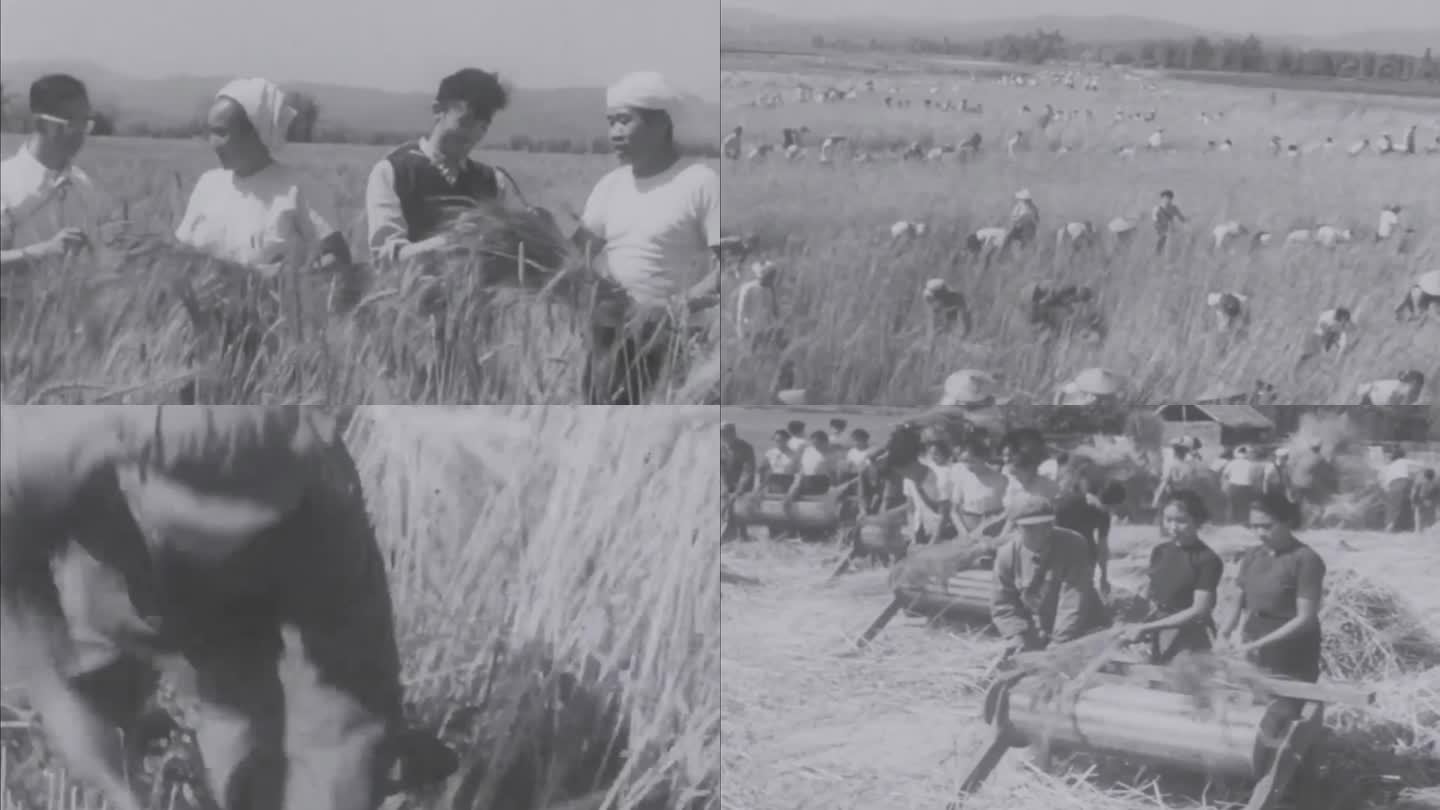 云南傣族 小麦丰收 割麦子 5060年代