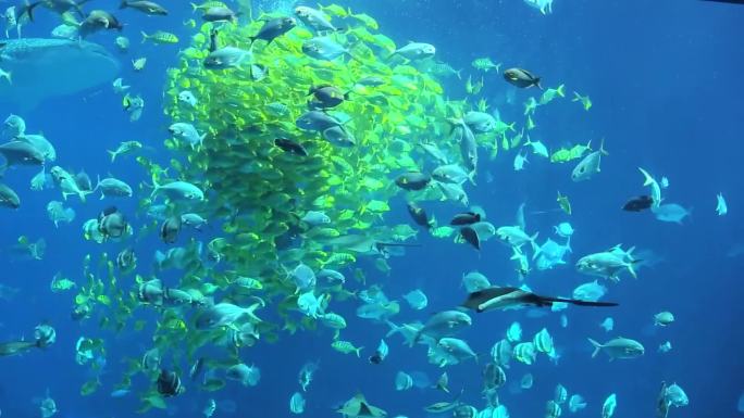 海洋馆 海底世界 鱼群景观